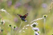 Red Admiral