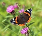 Red Admiral