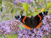 Red Admiral