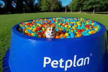 EDITORIAL USE ONLY Barbara the corgi plays in Petplan’s ‘Bowl Pit’, an interactive ball pit for dogs unveiled in London’s Victoria Park to raise awareness of those struggling to feed their pets in the face of the cost of living crisis. Picture date: Thursday August 10, 2023. PA Photo. The ‘Bowl Pit’ will be available for dogs to experience, with owners encouraged to donate to The Pet Food Partnership as part of the campaign.