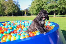 EDITORIAL USE ONLYRio the cavapoo plays in Petplan’s ‘Bowl Pit’, an interactive ball pit for dogs unveiled in London’s Victoria Park to raise awareness of those struggling to feed their pets in the face of the cost of living crisis. Picture date: Thursday August 10, 2023. PA Photo. The ‘Bowl Pit’ will be available for dogs to experience, with owners encouraged to donate to The Pet Food Partnership as part of the campaign.