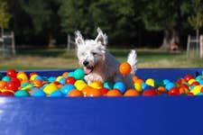 EDITORIAL USE ONLY Bolt the west highland terrier plays in Petplan's Bowl Pit, an interactive ball pit for dogs unveiled in London's Victoria Park to raise awareness of those struggling to feed their pets in the face of the cost of living crisis. Picture date: Thursday August 10, 2023. PA Photo. The Bowl Pit will be available for dogs to experience, with owners encouraged to donate to The Pet Food Partnership as part of the campaign.
