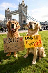 Golden Retrievers, Huxley and Hugo participate in the Bark All About It protest at Potters Fields Park in London, hosted by pet food company Edgard and Cooper, calling for the UK government to implement new measures to ensure the wellbeing of our pets. Picture date: Wednesday September 13, 2023. PA Photo. The campaign calls on pet owners to sign a petition asking the government to update regulations, some of which haven’t changed for decades, around ingredient labelling, meat handling and transportation, and quality meat-content standards.