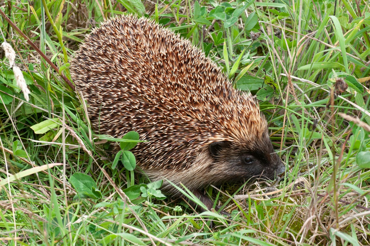 Miniheat spike ahead could bring boost to soontobe hibernating