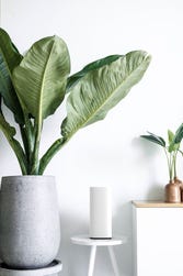 White WiFi tower node standing on a small white bench between a large plant and a small plant on a cabinet against a white wall. (Photo: Business Wire)