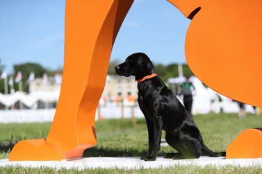 Labrador, celebrated breed at Goodwoof 2024