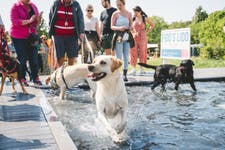 Labrador, celebrated breed at Goodwoof 2024