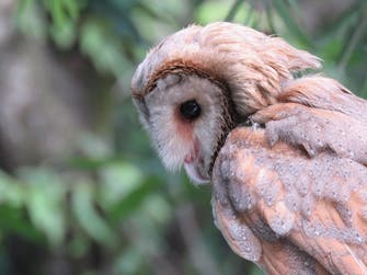 Nepal Species Barn Owl
