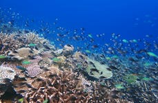 Papua New Guinea Landscape Species Coral Reef Marine