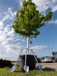 Mary Kay volunteers planted 60 native trees along the trails and waterways in Railroad Park. (Photo: Mary Kay Inc.)