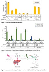 Human-Residential Bifidobacteria (HRB) strains such as Bifidobacterium longum BB536, B. breve M-16V, B. breve MCC1274, and B. infantis M-63, significantly reduced the concentration of indole produced by Escherichia coli, a known indole producer (Figure 1). Subsequently, the research demonstrated that HRB strains can convert the potentially harmful indole into tryptophan (Trp) and beneficial indole-3-lactate (ILA) (Figure 2). The study also identified a new microbial metabolic pathway involving tryptophan synthase β subunit (TrpB) and aromatic lactate dehydrogenase (ALDH) in the conversion process (Figure 3), highlighting the sophisticated mechanisms by which specific HRB strains contribute to gut health. (Graphic: Business Wire)