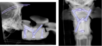 To treat Arthur, a team of specialist veterinary surgeons at Chestergates joined forces with Fusion Implants in Liverpool to create bespoke 3D-printed spinal screws and special surgical cement to help stabilise his spine.