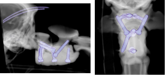 To treat Arthur, a team of specialist veterinary surgeons at Chestergates joined forces with Fusion Implants in Liverpool to create bespoke 3D-printed spinal screws and special surgical cement to help stabilise his spine.