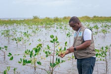 Image courtesy of ReDAW. Mangrove reforestation in progress.