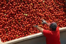 EDITORIAL USE ONLY A farmer during the annual tomato harvest at Conesa tomato farm in Badajoz, Spain, which produces more than one million tonnes of tomatoes for Kraft Heinz to go into Heinz Tomato Ketchup, Beanz and Tomato Soup. Issue date: Monday September 9, 2024. PA Photo. With more than 10,000 hectares of crops – that’s four times the size of New York’s Central Park - the annual harvest takes up to six weeks, and the work doesn’t stop once the harvest is complete, as the tomatoes are then processed and turned into paste on-site.