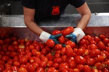 EDITORIAL USE ONLY A worker during the annual tomato harvest at Conesa tomato farm in Badajoz, Spain, which produces more than one million tonnes of tomatoes for Kraft Heinz to go into Heinz Tomato Ketchup, Beanz and Tomato Soup. Issue date: Monday September 9, 2024. PA Photo. With more than 10,000 hectares of crops – that’s four times the size of New York’s Central Park - the annual harvest takes up to six weeks, and the work doesn’t stop once the harvest is complete, as the tomatoes are then processed and turned into paste on-site.