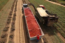 EDITORIAL USE ONLY A truck is loaded with tomatoes during the annual tomato harvest at Conesa tomato farm in Badajoz, Spain, which produces more than one million tonnes of tomatoes for Kraft Heinz to go into Heinz Tomato Ketchup, Beanz and Tomato Soup. Issue date: Monday September 9, 2024. PA Photo. With more than 10,000 hectares of crops – that’s four times the size of New York’s Central Park - the annual harvest takes up to six weeks, and the work doesn’t stop once the harvest is complete, as the tomatoes are then processed and turned into paste on-site.