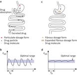 Schematics of the passage of dosage forms through the gastrointestinal tract, and drug concentration in blood after repeated dosing: (a) and (b) particulate dosage form, and (c) and (d) gastroretentive fibrous dosage form. cd,b: drug concentration in blood; t: time; td: dosing interval. The schematics are adapted from A.H. Blaesi and N. Saka, Int. J. Pharm. (2024) 124360 (in press) https://doi.org/10.1016/j.ijpharm.2024.124360. (Graphic: Business Wire)