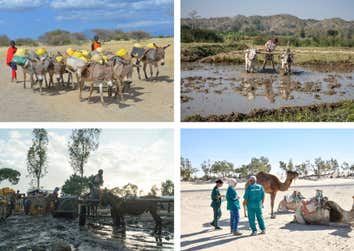 Top left: Working donkeys with members of the Maasai community in Kenya;Top right: Working cattle in Myanmar;Bottom left: Working donkeys in Ethiopia;Bottom right: A SPANA veterinary team administering medication to working camels in Tunisia.