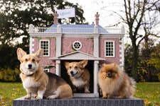 EDITORIAL USE ONLY (Left to right) Corgis, Lord Snowdon and Honey with Pomeranian, Layla interact with ÔRoverton HouseÕ, a Regency-inspired doghouse, unveiled by Rover in LondonÕs Victoria Park. Picture date: Monday November 25, 2024. PA Photo. The pet sitting company has created the doghouse to celebrate the nationÕs growing fondness for period-inspired dog names, including those from Bridgerton, such as Lord, Colin, Duchess, and Daphne.