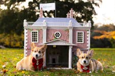 EDITORIAL USE ONLY (Left to right) Corgis, Honey and Lord Snowdon interact with ÔRoverton HouseÕ, a Regency-inspired doghouse, unveiled by Rover in LondonÕs Victoria Park. Picture date: Monday November 25, 2024. PA Photo. The pet sitting company has created the doghouse to celebrate the nationÕs growing fondness for period-inspired dog names, including those from Bridgerton, such as Lord, Colin, Duchess, and Daphne.