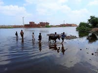 More than 80,000 people and animals were helped by Brooke during Pakistan's 2022 flooding - the worst in its history.