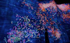 teamLab, Flutter of Butterflies from the Caterpillar House (c) teamLab - Caterpillars born from the Rapidly Rotating Bouncing Spheres in the Caterpillar House, emerge and transform into butterflies which gather into groups. When people touch the butterflies, they scatter and die.