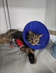 Grumpy the cat post-operation