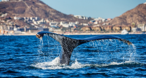 Famous for its abundant marine life, a cruise in the Sea of Cortez and Baja Peninsula, offers a refreshing alternative to the bustling ports of the Caribbean. The Sea of Cortez is between Mexico’s Baja Peninsula and the mainland, just south of California.