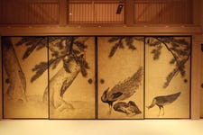 The peacock images