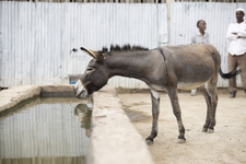 Almost six million donkeys are slaughtered globally every year to meet demand for eijao, a herbal medicine made from their skins.