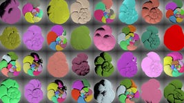 CT models of internal or external growth structures, as well as shell thickness, of individual foraminifera