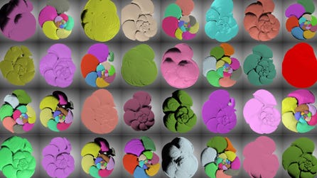 CT models of internal or external growth structures, as well as shell thickness, of individual foraminifera