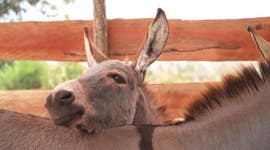 Donkeys are being stolen and slaughtered for their skins to make ejiao