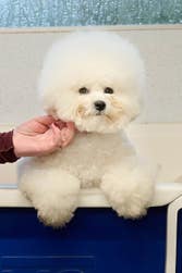 EMBARGOED TO 0001 FRIDAY FEBRUARY 27 EDITORIAL USE ONLYMatsu, a female bichon frise, who with support from Royal Canin prepares ahead of Crufts through a grooming routine focused on the precision and controlled stillness required of toy breeds, Dorset. Issue date: Friday February 27, 2026. PA Photo. The annual dog show runs from 5–8 March this year at the NEC Birmingham and features global competition across breed judging, agility, obedience and other disciplines.