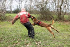 EMBARGOED TO 0001 FRIDAY FEBRUARY 27 EDITORIAL USE ONLY Dave Raymond, Dog Instructor at West Midlands Police Dog Training Centre in Coventry, with Casper, a 15-month-old Malinois, who with support from Royal Canin prepares ahead of Crufts through strength and discipline exercises that reflect the demands placed on working dogs. Issue date: Friday February 27, 2026. PA Photo. The annual dog show runs from 5–8 March this year at the NEC Birmingham and features global competition across breed judging, agility, obedience and other disciplines.