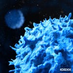 IDEXX Cancer Dx Panel with lymphoma testing