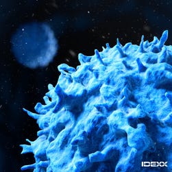 IDEXX Cancer Dx Panel with lymphoma testing