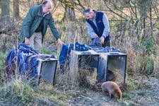 Charles Whitbread and Paul Dunn releasing first beavers in over 400 years in Bedfordshire at Southill estate