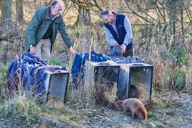 Charles Whitbread and Paul Dunn releasing first beavers in over 400 years in Bedfordshire at Southill estate