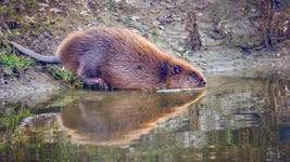 Beaver entering the pond at Southill for the very first time after the release.