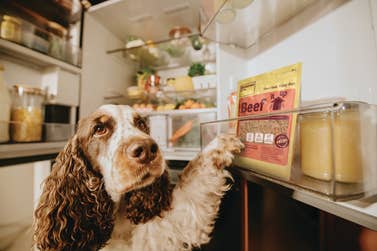 A new landmark study from Butternut Box, Europe’s leading fresh dog food provider, is warning that pet owners in the UK could be unintentionally shortening the lives of their animals due to the food they are giving them.