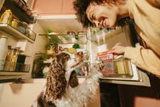 Scientists warn that kibble and wet/canned diets could be taking years off a dog’s life as they contain harmful chemicals linked to inflammation, kidney disease, diabetes, cognitive decline and cancer.
