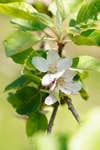 EDITORIAL USE ONLYGeneral view of apple trees in full blossom at Sandford Orchards in Devon, during British Cider Week which runs until Monday, as orchards across the UK welcome visitors during peak apple blossom season. Issue date: Tuesday April 28, 2026. PA Photo.