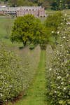 EDITORIAL USE ONLYGeneral view of apple trees in full blossom at Sandford Orchards in Devon, during British Cider Week which runs until Monday, as orchards across the UK welcome visitors during peak apple blossom season. Issue date: Tuesday April 28, 2026. PA Photo.