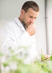 Bernard Blerot, VP R&D Naturals at IFF, smelling geranium in a botanical research laboratory.