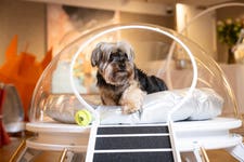 EMBARGOED TO 0001 FRIDAY MAY 8 EDITORIAL USE ONLY Theodore the Yorkshire Terrier at the Barkitecture preview evening, showcasing kennel concepts inspired by this year’s brief ‘Dogs in Space’, which will be auctioned by Bonhams at Goodwoof, taking place at the Goodwood Estate in West Sussex next weekend, May 16 and 17. Issue date: Friday May 8, 2026. PA Photo. Sixteen architects and designers from around the world are taking part in the competition, with all monies raised donated to the event’s charity partner, Battersea.