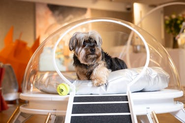 EMBARGOED TO 0001 FRIDAY MAY 8 EDITORIAL USE ONLY Theodore the Yorkshire Terrier at the Barkitecture preview evening, showcasing kennel concepts inspired by this year’s brief ‘Dogs in Space’, which will be auctioned by Bonhams at Goodwoof, taking place at the Goodwood Estate in West Sussex next weekend, May 16 and 17. Issue date: Friday May 8, 2026. PA Photo. Sixteen architects and designers from around the world are taking part in the competition, with all monies raised donated to the event’s charity partner, Battersea.