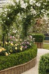 David Austin® Roses returns with an immersive, rose-filled garden that celebrates the enduring beauty, craftsmanship and heritage of the English rose, alongside the launch of a significant new variety, Sir David Beckham (Ausa34b16) pictured above.
