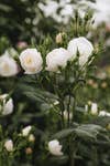 David Austin® Roses returns with an immersive, rose-filled garden that celebrates the enduring beauty, craftsmanship and heritage of the English rose, alongside the launch of a significant new variety, Sir David Beckham (Ausa34b16) pictured above.